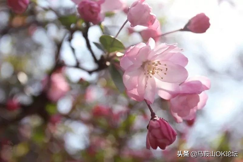 马鞍山的一年四季,马鞍山春天哪里最好