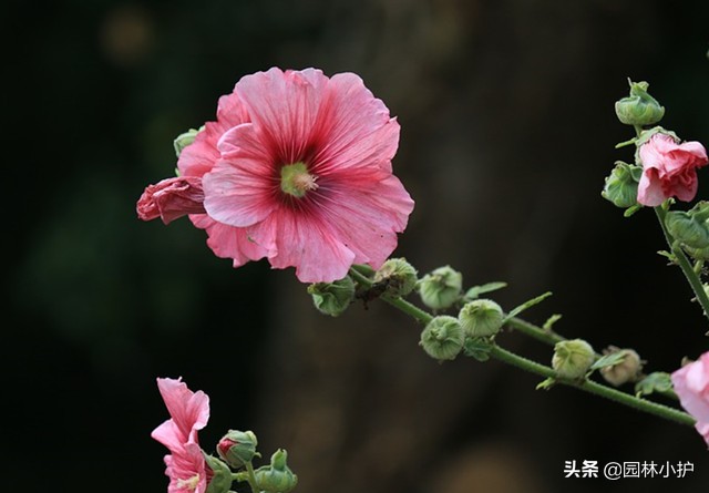 端午节驱五毒的寓意,端午节用什么植物驱邪去病