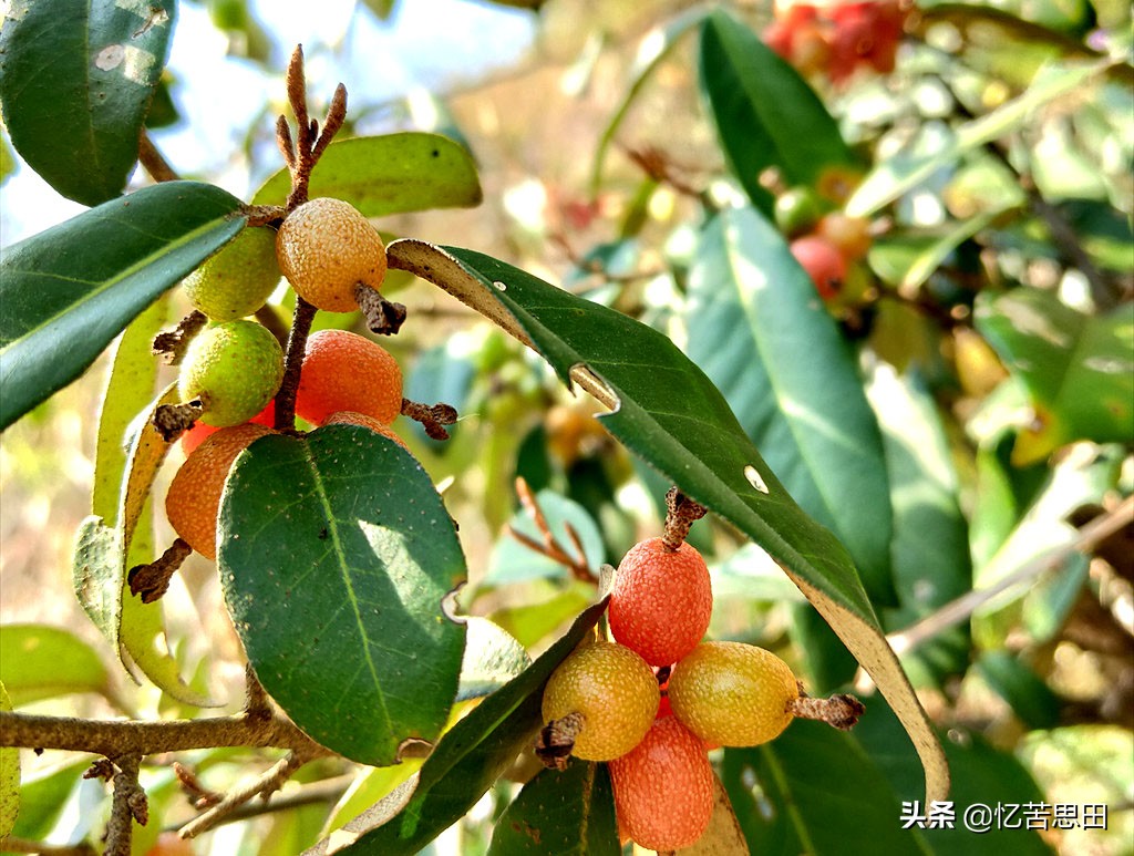 乡村野草集（03）之羊*子奶**