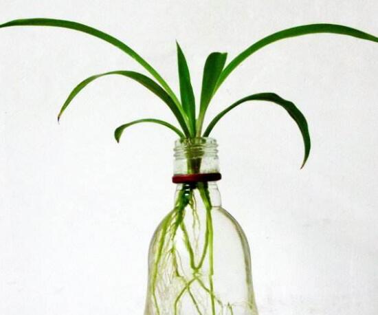 怎么把土养吊兰养成水培吊兰,吊兰怎么水培养才能更旺盛