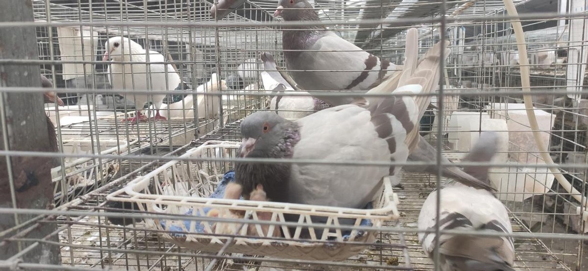 利辛县胡集镇：小鸽子“飞出”大产业放飞乡村致富梦