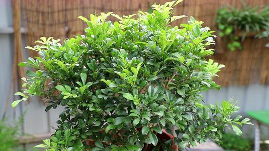 天气热养米兰花要注意事项,天冷怎么养好米兰花