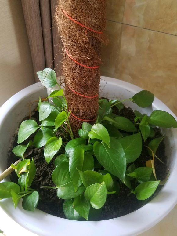 绿萝修剪是剪新枝条还是老枝条,绿萝的枝叶和根系可以修剪吗