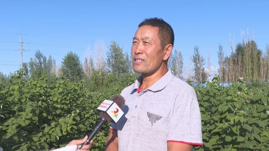 凤凰桥树莓采摘,春天到树莓采摘