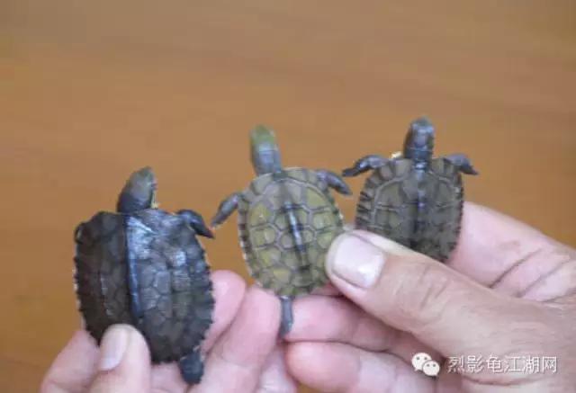 巴西龟苗养殖视频,龟苗养殖加温