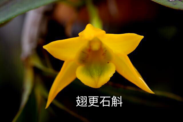 大自然石斛花,哪种石斛花好看又好吃