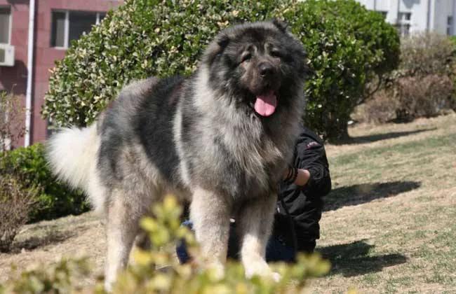 犬类智商排名第一的狗狗,犬科动物战斗力排名前十