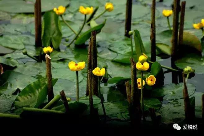 适合锦鲤池水面种植的植物,锦鲤鱼池能长什么植物