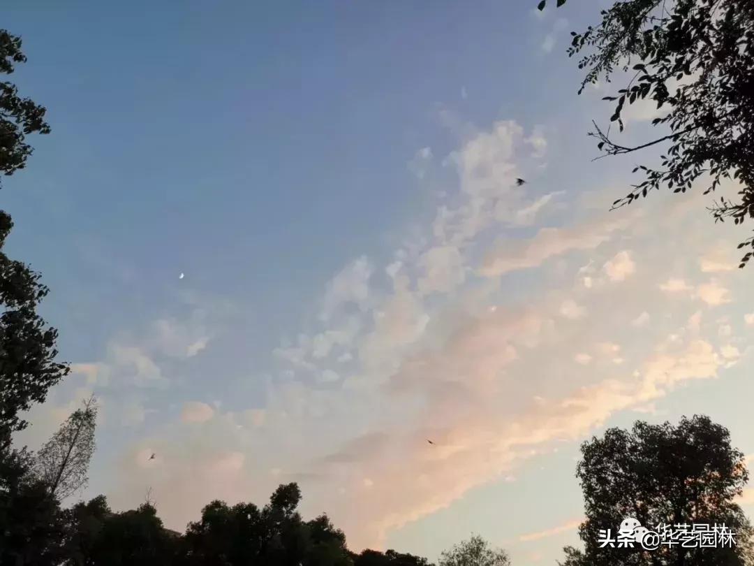 白露的诗句露从今夜白,白露至凉风起且看露从今夜白