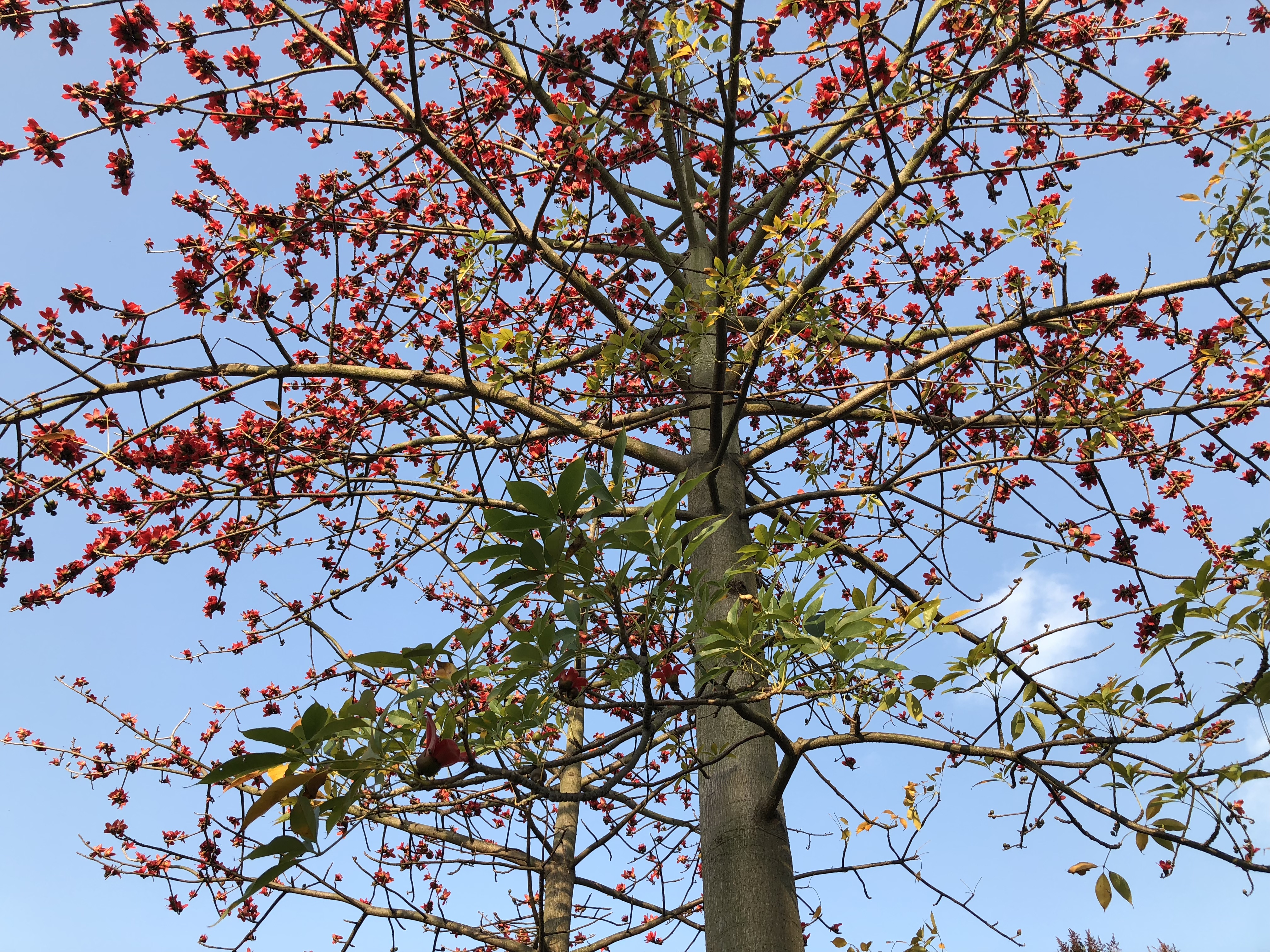 你眼中的珠海是什么样,外国眼中的珠海