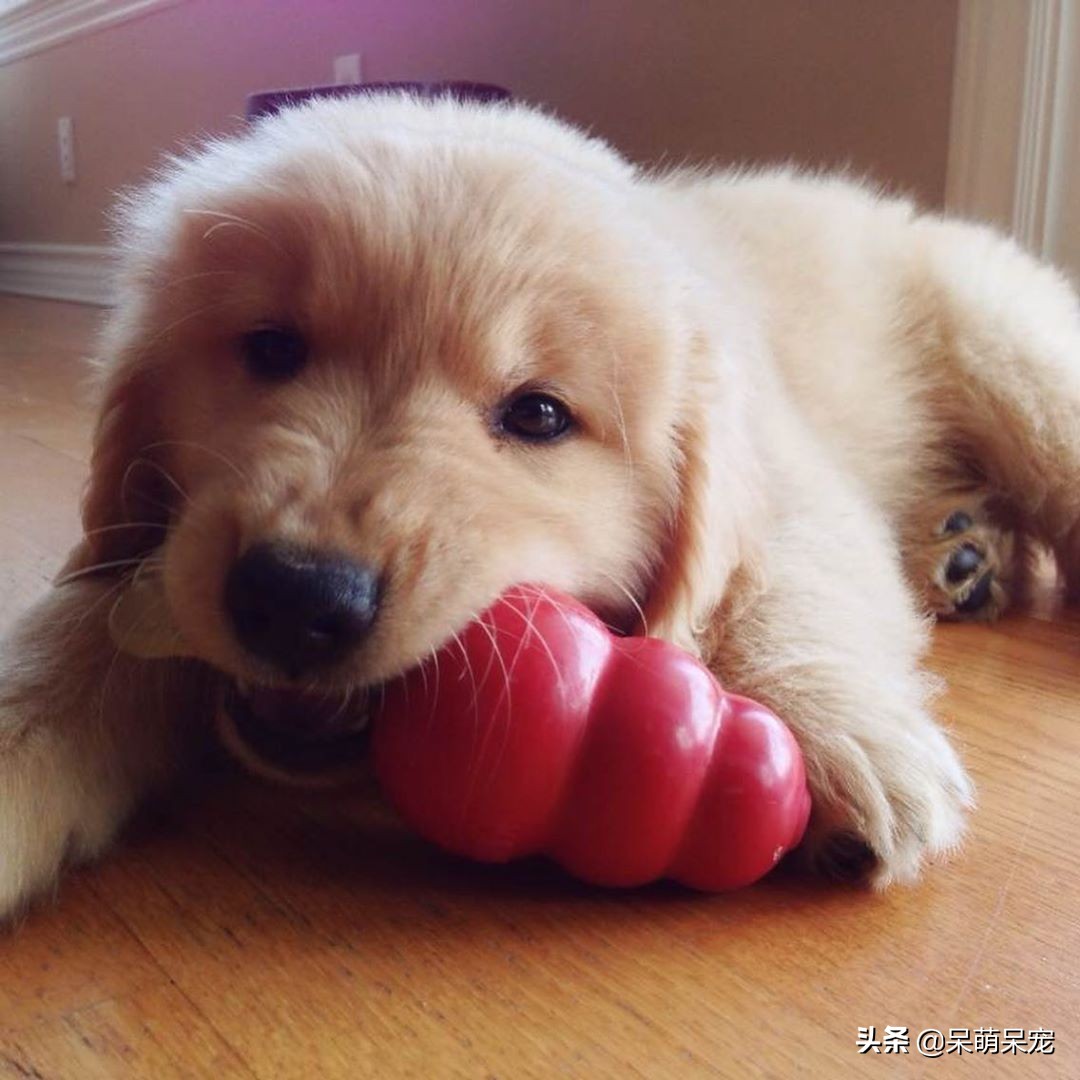 金毛狗是最听话懂事的狗吗,比金毛厉害的宠物狗有哪些