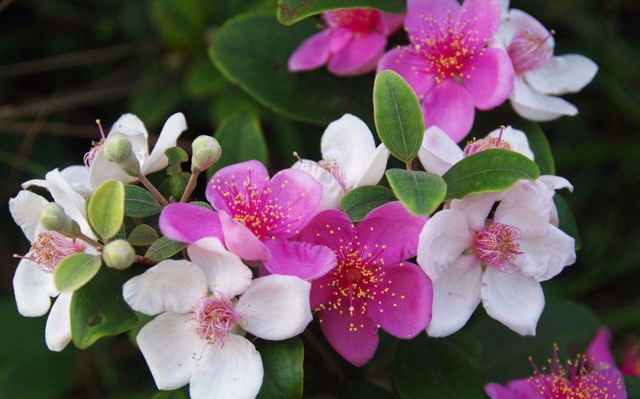100种常见观叶植物图鉴史上最全,农村常见的100种植物