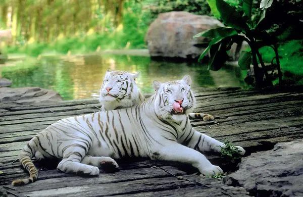 春节广州长隆野生动物世界攻略,广州长隆野生动物世界旅游攻略