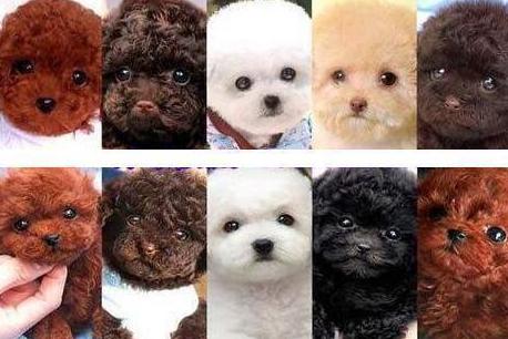 泰迪犬好养还是比熊犬好养,泰迪犬和比熊犬哪个好养