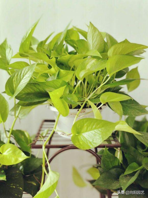 绿萝为什么加了营养液还是黄叶子,绿萝黄叶原因及解决办法
