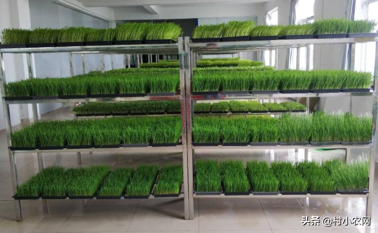 2020致富好项目在农村怎么创业,2021年致富项目