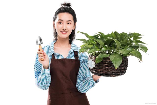 怎么养水培绿萝长得快又茂盛,懒人盆水培绿萝怎样养才能茂盛