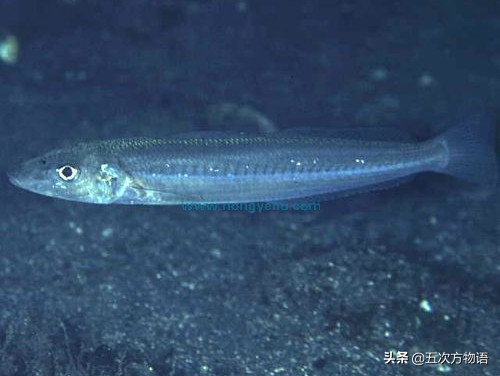 沙丁鱼长什么样图片大全,沙丁鱼是长什么样的呢