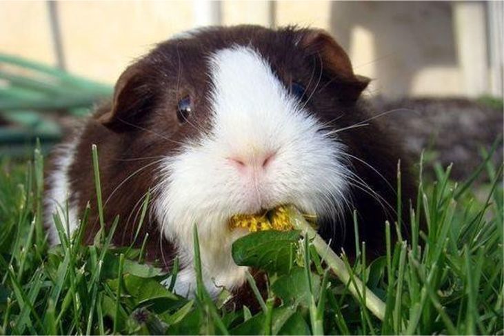 新春打卡重庆香水百合网红艺术节，坐小火车、玩玻璃滑道...