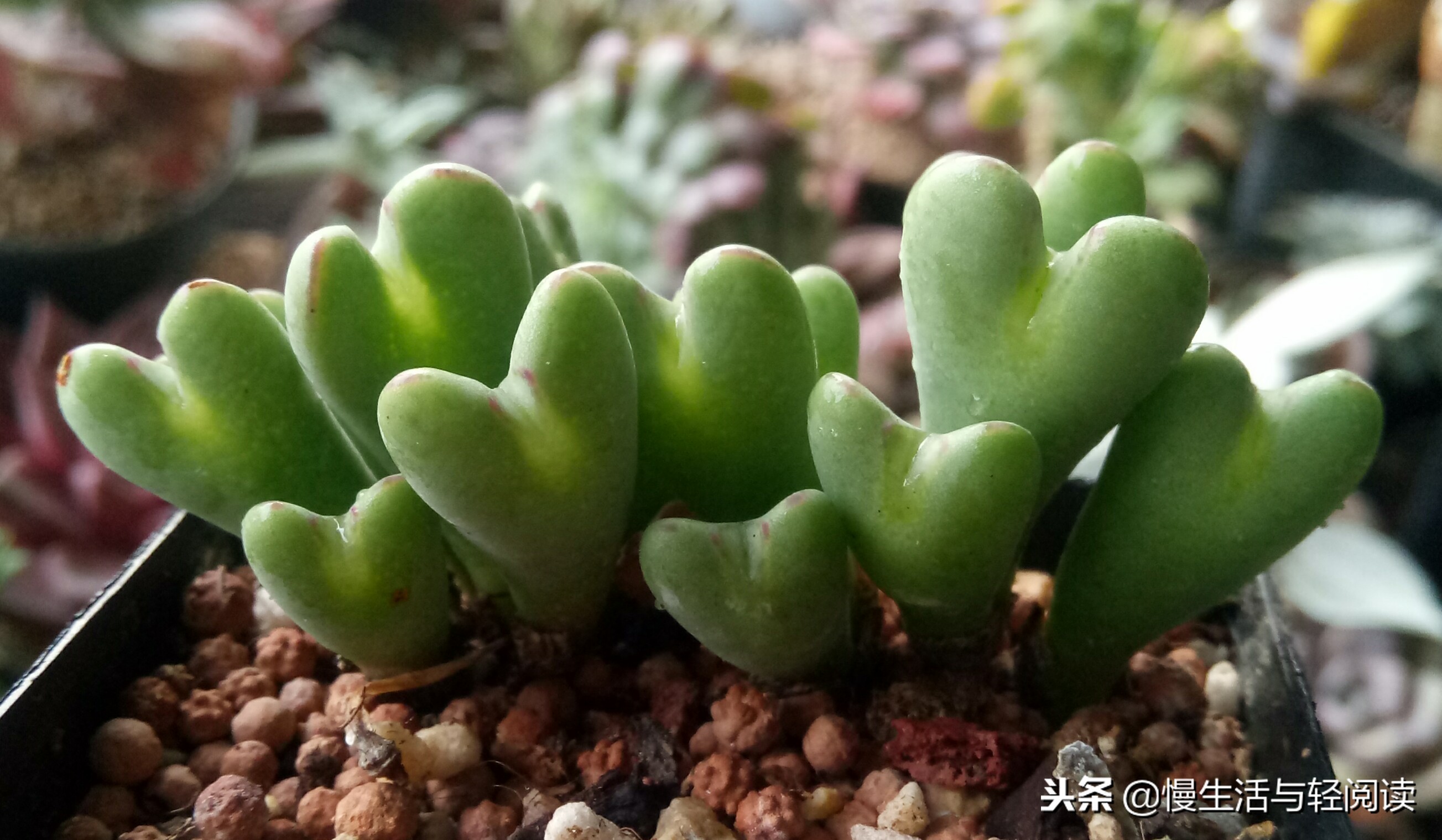 慢生活轻小说免费阅读,慢生活轻小说