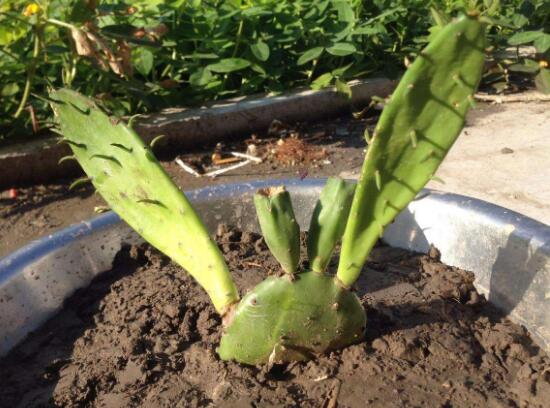 仙人掌有毒吗会不会咬人,带刺的仙人掌有毒吗能放卧室吗