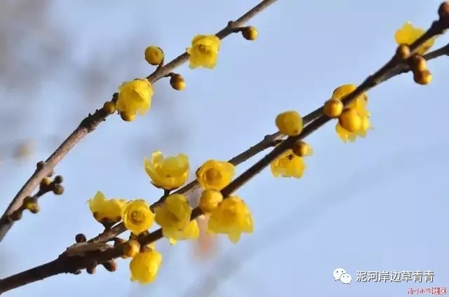 鼠年最佳20副春联,鼠年最佳10副春联