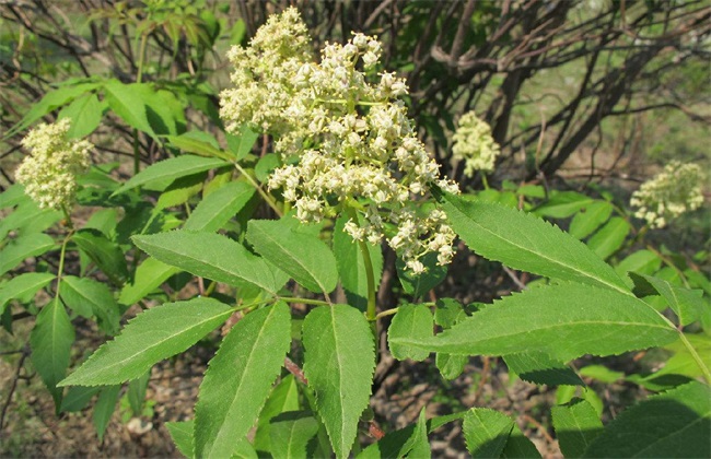 接骨木适合北方生长吗,接骨木习性形态