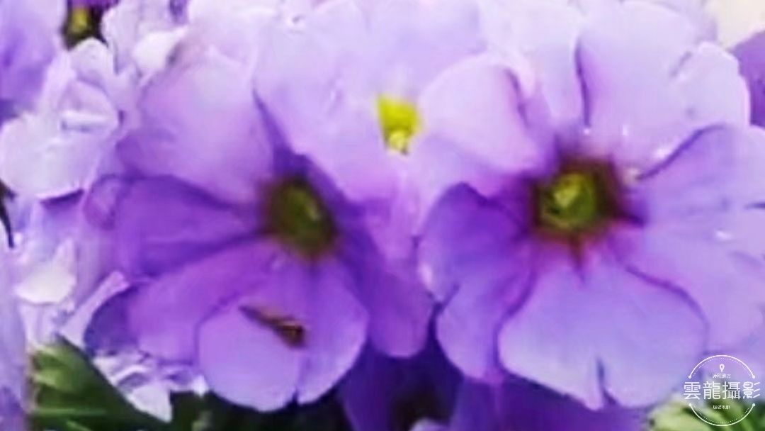 「五絕」平聲三十韻•春系列（18-37）首