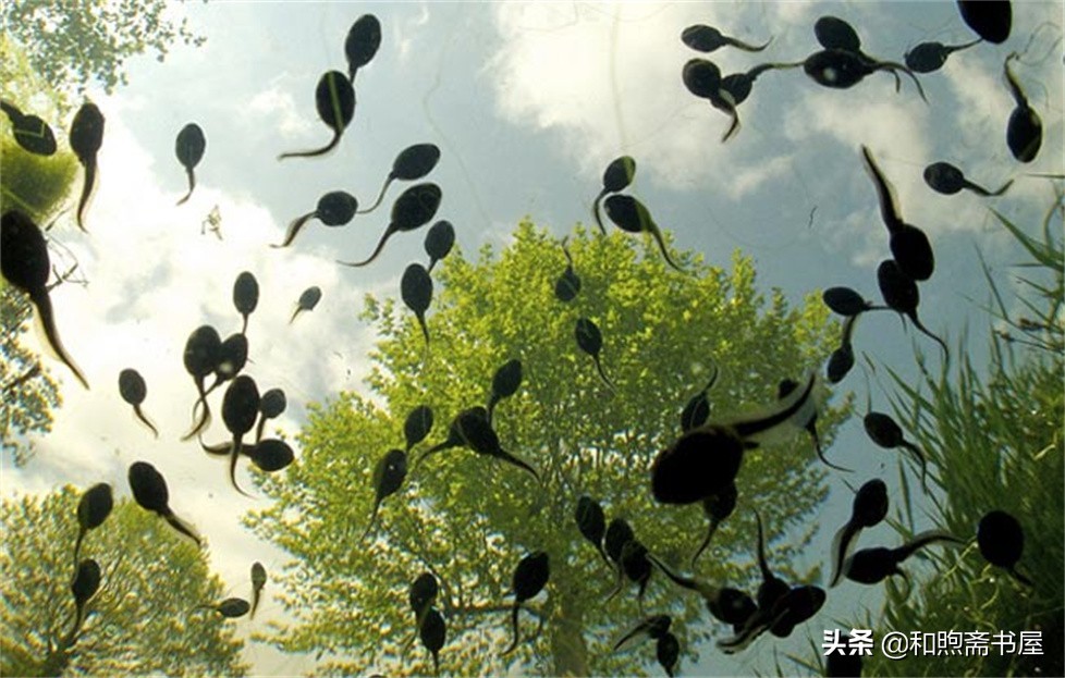 民间故事曾经的土匪,民间故事山匪抢财主