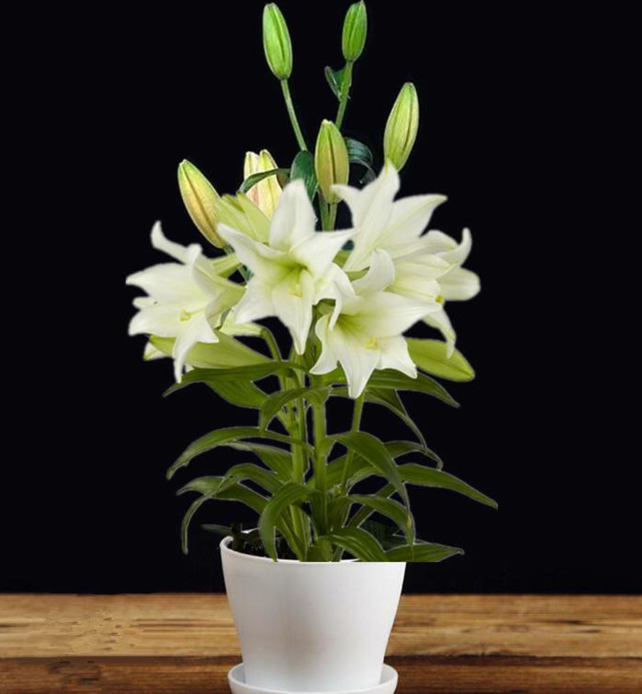 带花苞的百合花冬季怎么养,冬天百合花怎么养才能快速开花