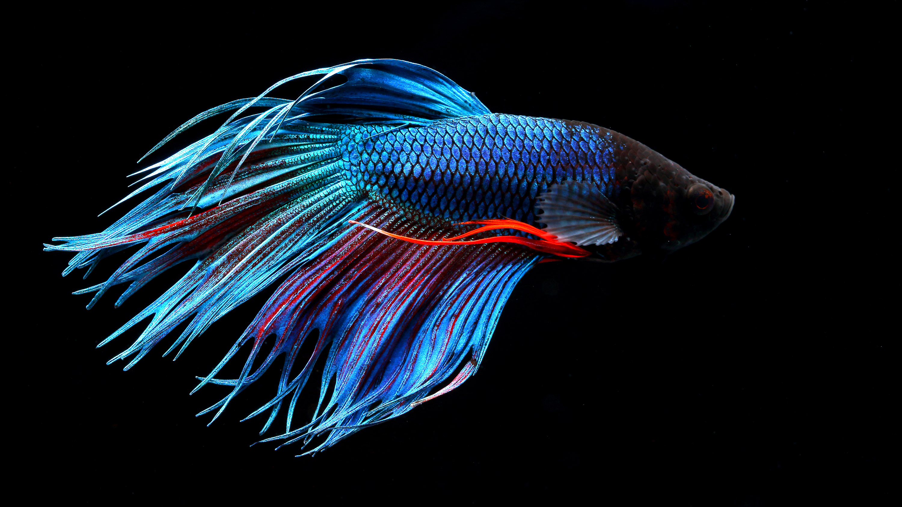 大司马黑粉视频,大司马被黑粉坑