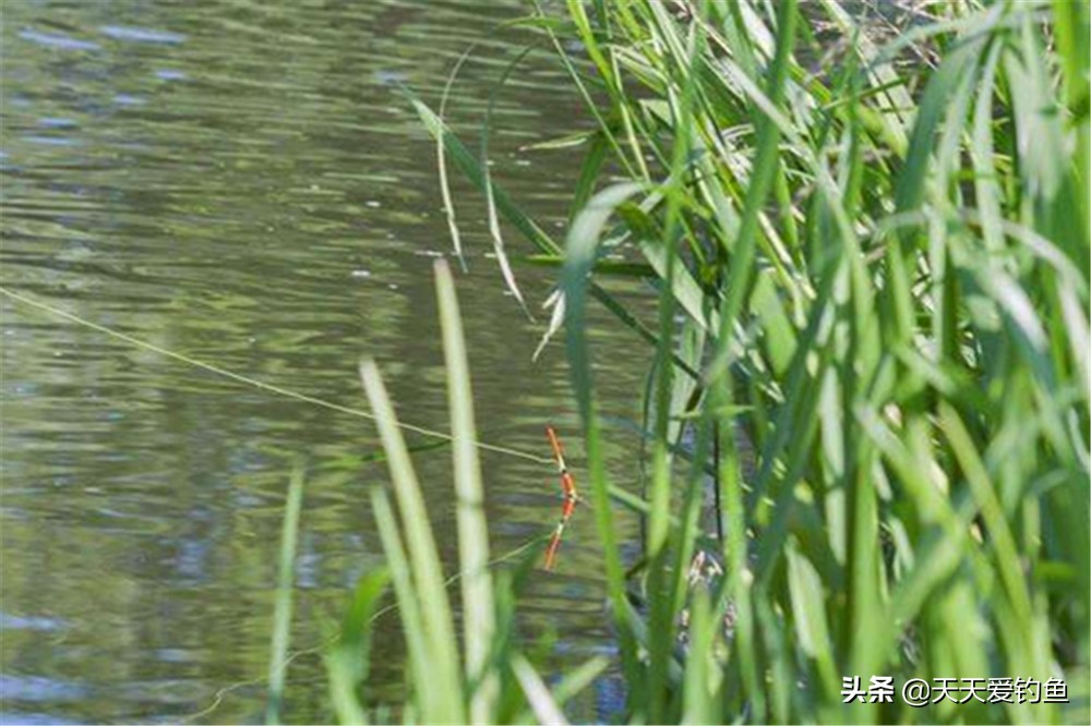 垂钓草鱼的最佳时间和天气,草鱼的生活习性和钓鱼技巧