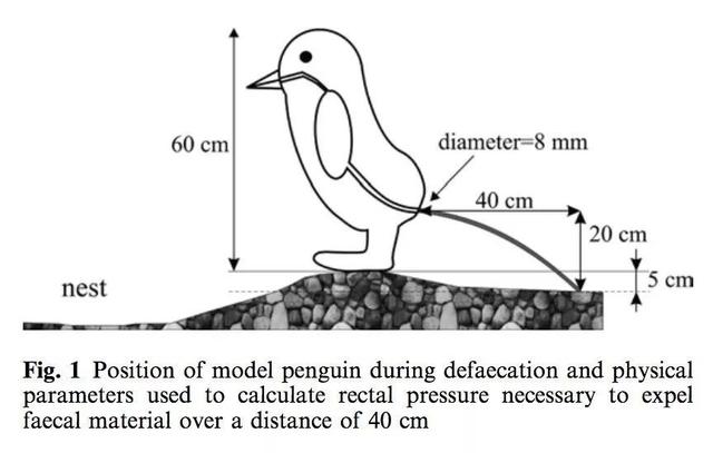 企鹅这些年把我们骗得好苦，它们根本不是什么好鹅，个个都是极品