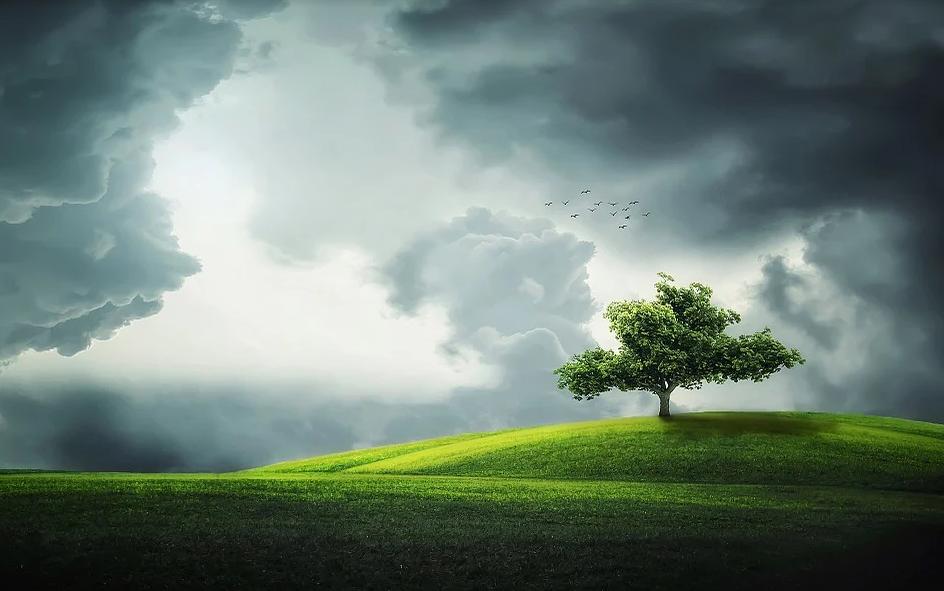 arbor植树节,arborday