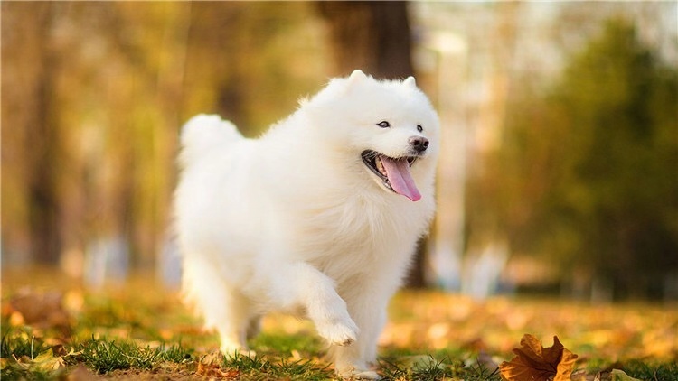 宠物狗狗不能吃哪些食物,喂养狗狗的禁忌食物
