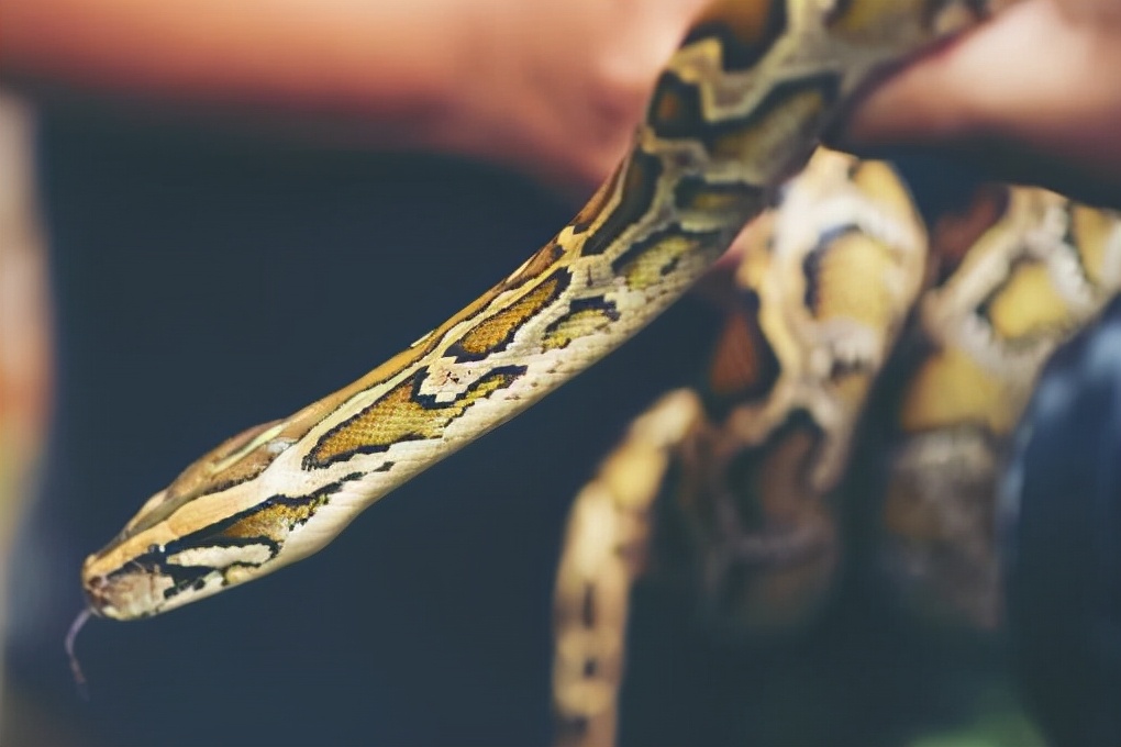 雄黄粉能驱蛇吗对人畜有无危害,蛇为什么害怕雄黄粉