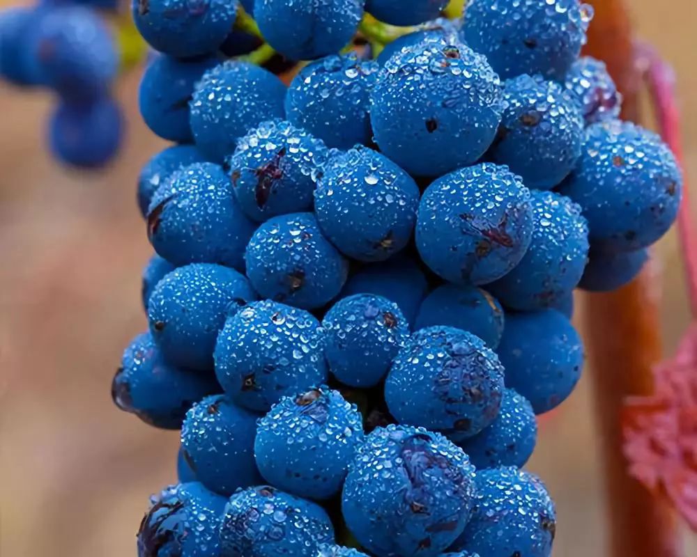 唯一和勃艮第抗衡的黑皮诺,勃艮第黑皮诺2020