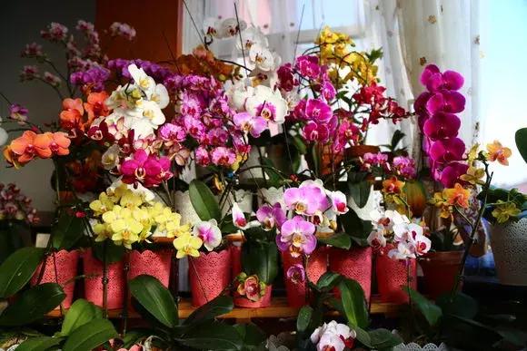 哪种兰花易开花又好养,最容易开花的兰花一年开多次