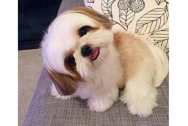 微笑天使萨摩耶的主人,微笑天使萨摩耶好养吗