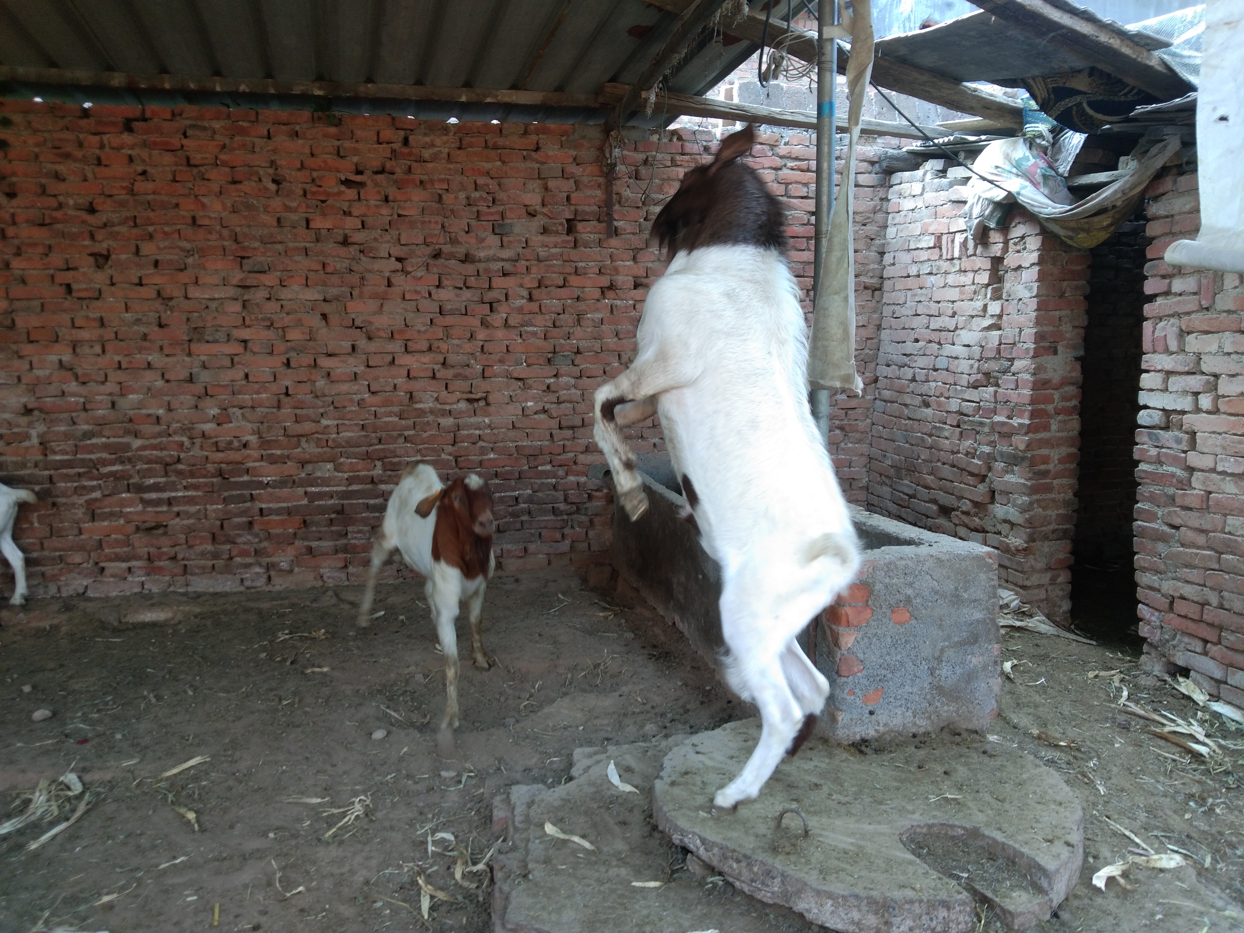 养羊人常用的几种药物汇总，家中常备，以防不时之需（上）