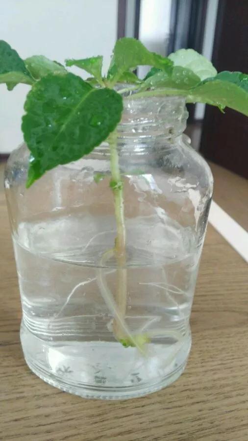室内用塑料瓶扦插生根最快方法,瓶子装水养花