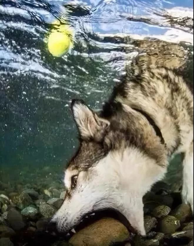 哈士奇无处安放的灵魂,哈士奇只想做个安静的美男子