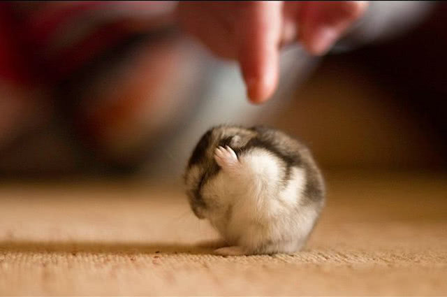 仓鼠长得像老鼠是什么品种,哪种仓鼠长得最不像老鼠