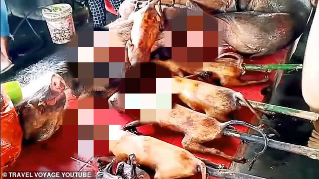 印尼贩卖的动物,印尼动物市场买鸟