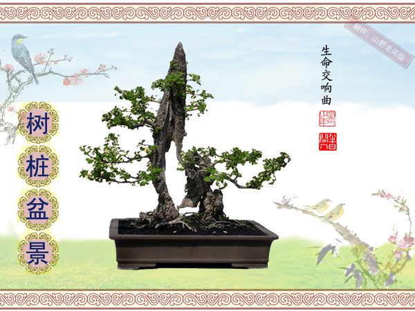 鏍戞々鐩嗘櫙楂樻竻鍥剧墖,姒旀鐩嗘櫙鏍戞々