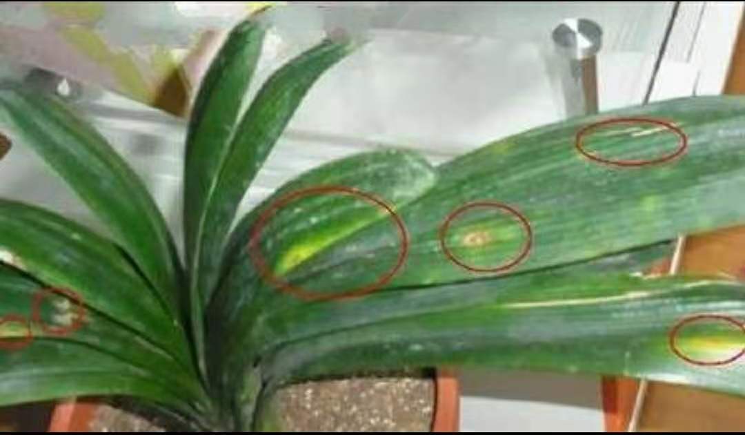 君子兰怎么养最好看看专家怎么说,最贵君子兰9999万图片