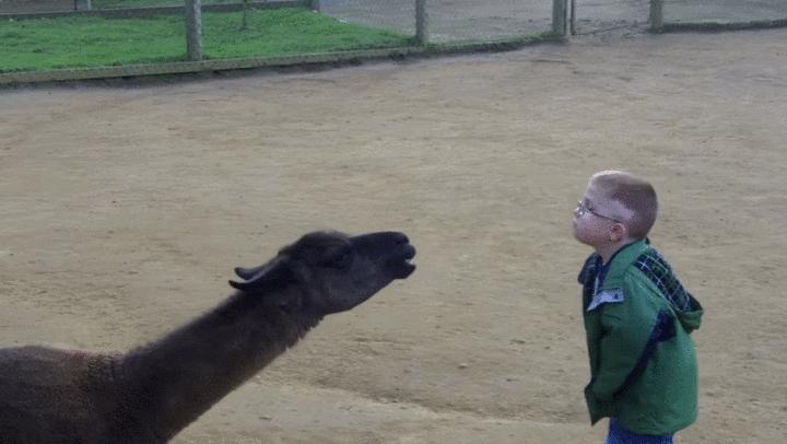 神兽羊驼吐口水,羊驼为什么吐口水表情包