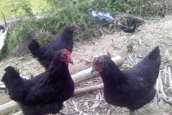 散养绿壳蛋鸡饲料配方,笼养蛋鸡要什么饲料最好