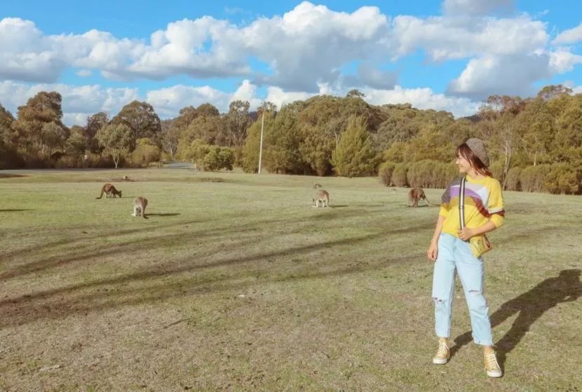 澳洲｜春意堪培拉，看袋鼠、品酒、赏花、住进动物的家
