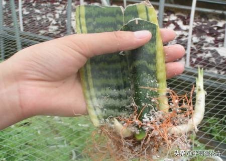 虎皮兰扦插生根最快方法图片,虎皮兰叶子扦插方法和注意事项